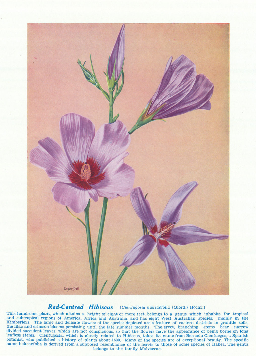 Red -centred Hibiscus (Cienfugosia hakeaefolia). Australian Wild Flowers 1950